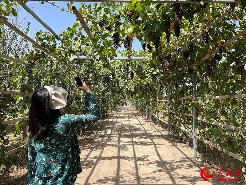 新疆閩龍達干果產(chǎn)業(yè)有限公司內種植的葡萄。人民網(wǎng)記者 常雪梅攝