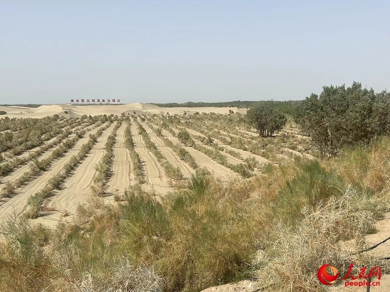 麥蓋提縣百萬畝防風(fēng)固沙生態(tài)林建設(shè)工程。人民網(wǎng)記者 常雪梅攝