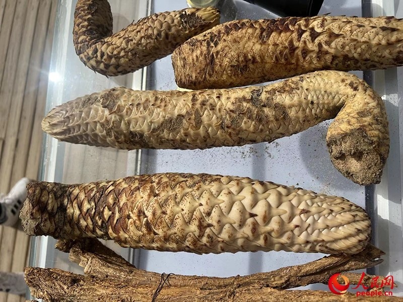 林下經(jīng)濟(jì)作物肉蓯蓉。人民網(wǎng)記者 常雪梅攝