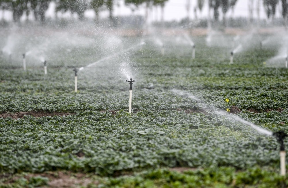 2023年5月25日，在寧夏銀川市永寧縣望洪鎮(zhèn)宋澄村冷涼蔬菜種植基地，小型噴灌節(jié)水設(shè)備在進(jìn)行噴灌作業(yè)。新華社記者 馮開(kāi)華 攝