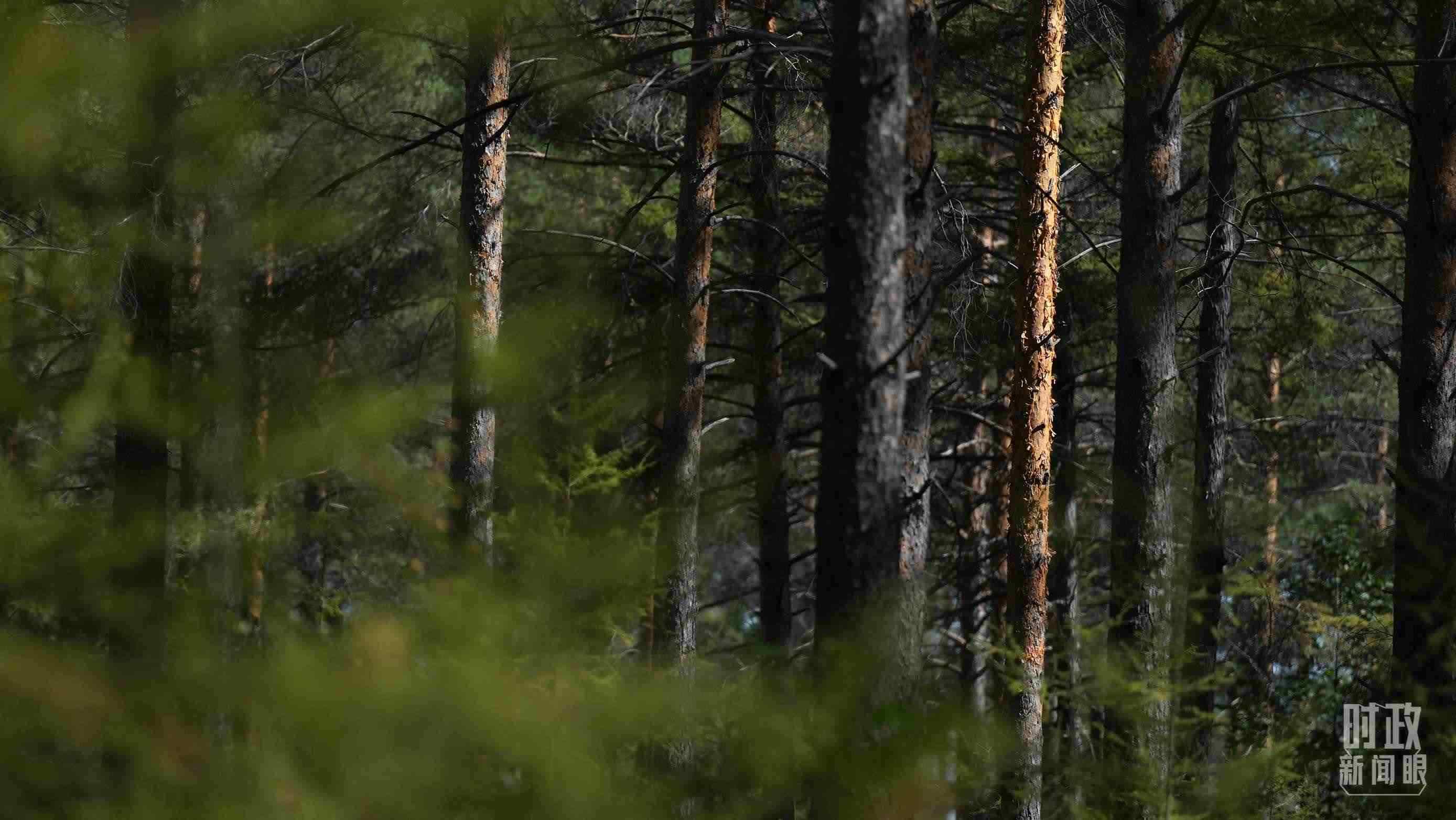 △漠河林場(chǎng)有天然林3.54萬公頃、蓄積量325.3萬立方米。（總臺(tái)國廣記者李晉拍攝）