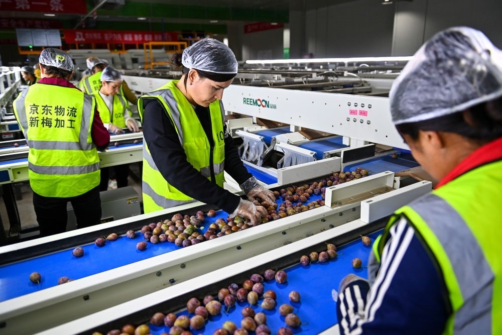 在新疆伽師縣粵伽新梅產(chǎn)業(yè)園內(nèi)的京東物流新疆智能供應(yīng)鏈中心，員工在智能分揀線檢查分選好的新梅（2023年8月30日攝）。新華社記者 丁磊 攝