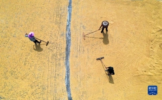 9月16日，湖南省郴州市桂陽縣流峰鎮(zhèn)農(nóng)民在晾曬稻谷（無人機(jī)照片）。