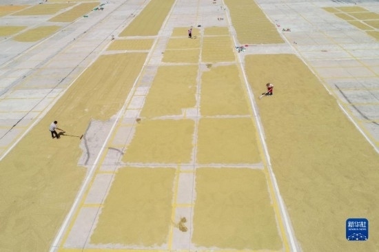 9月16日，村民在貴州省黔東南苗族侗族自治州丹寨縣金泉街道晾曬稻谷（無人機(jī)照片）。