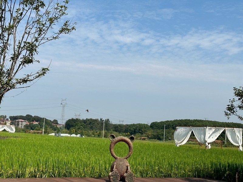 林語未來村打造農(nóng)家畈田園綜合體。人民網(wǎng) 王紹紹攝