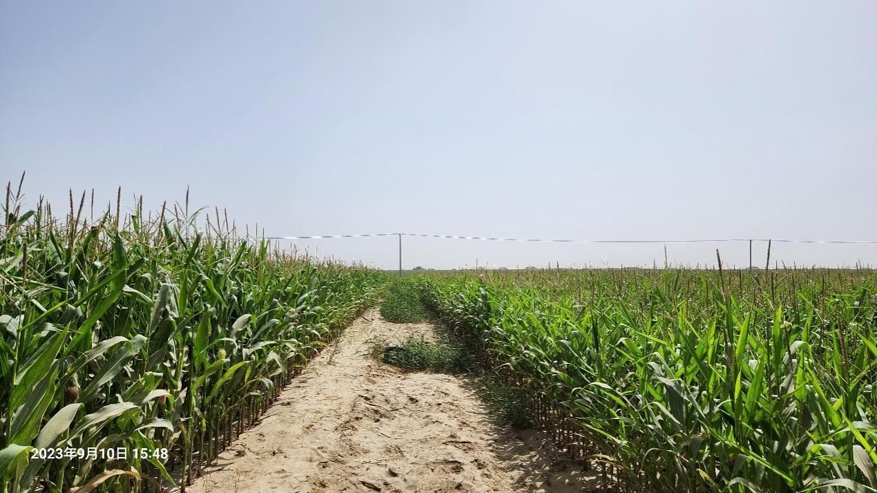 玉米改良40天后對比（左邊為改良組，右邊為對照組）。胡樹文團(tuán)隊供圖