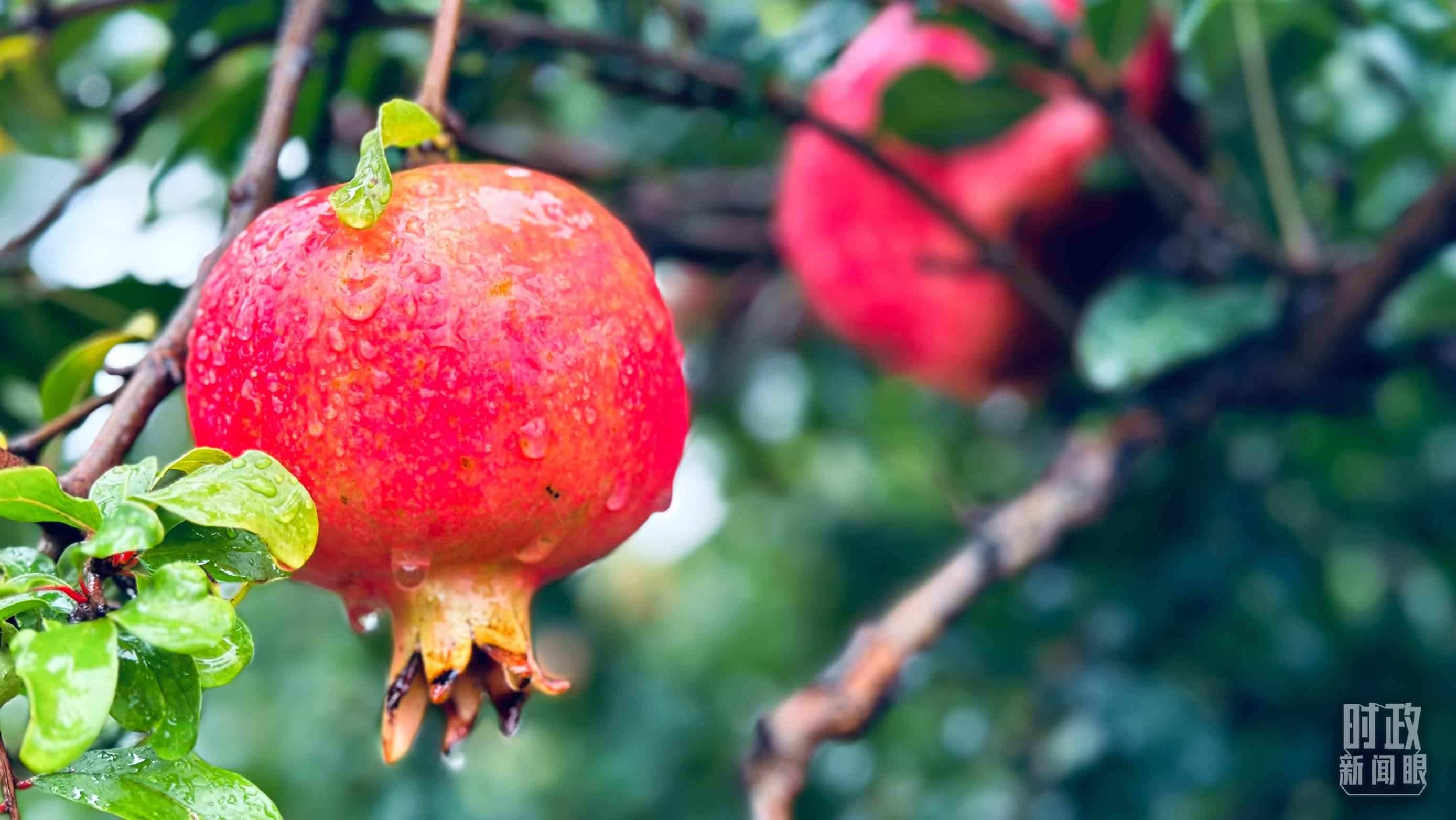 △一場秋雨過后，石榴更顯晶瑩。（總臺(tái)央視記者李輝、范一鳴拍攝）