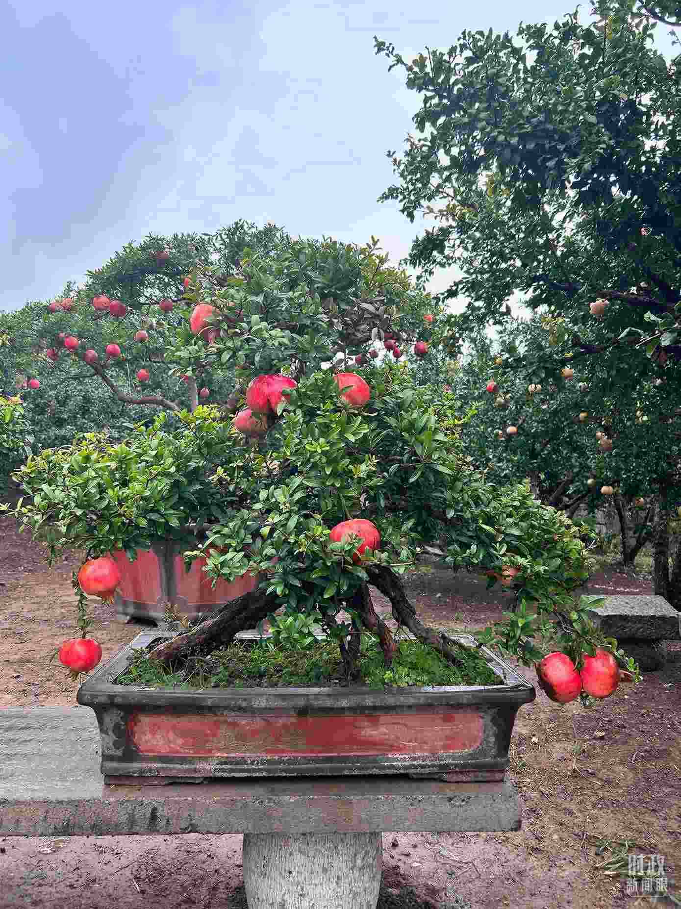 △冠世榴園內(nèi)的石榴盆栽。（總臺(tái)央視記者黎兵拍攝）