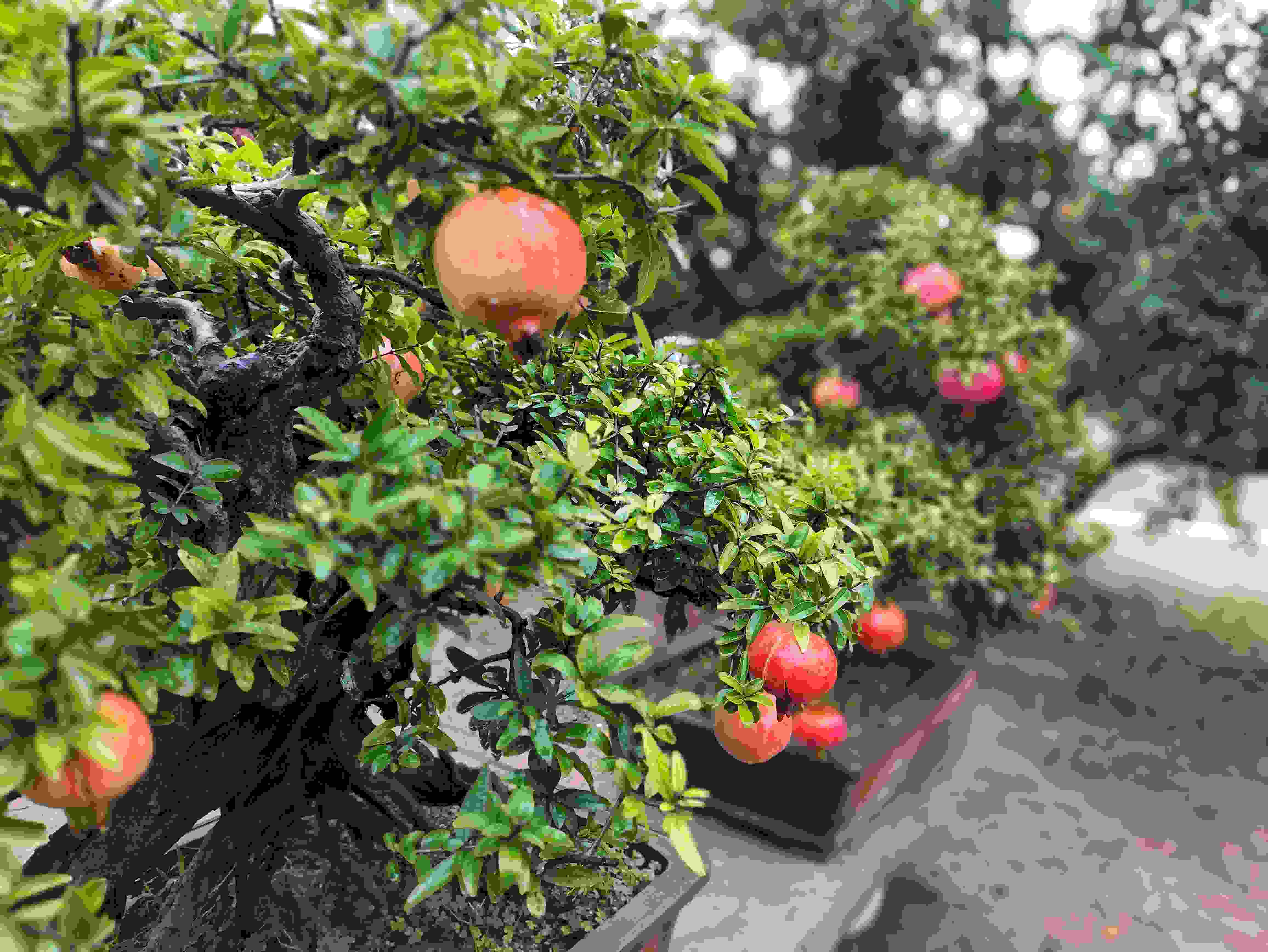 △石榴的發(fā)展帶動了當(dāng)?shù)厥衽杈爱a(chǎn)業(yè)。（總臺央視記者鐘信偉拍攝）