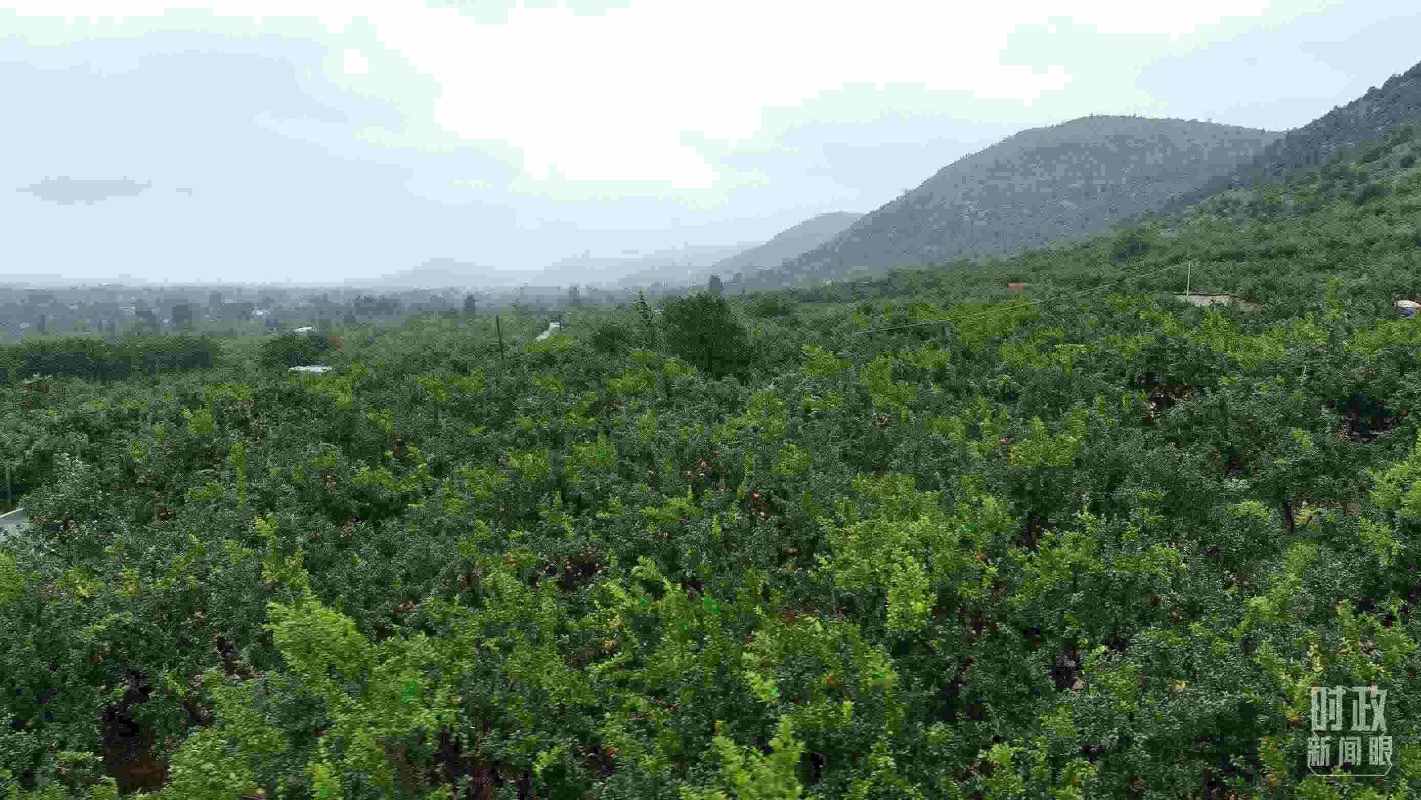 △山東棗莊冠世榴園。（總臺(tái)記者韓森、張鵬拍攝）