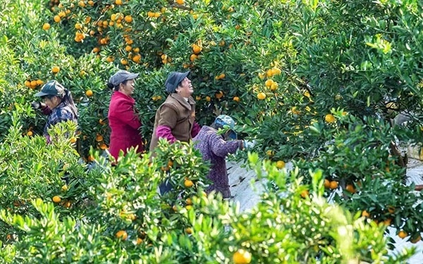 農(nóng)戶在果園中采摘果實(shí)。湖南省石門(mén)縣融媒體中心 唐亞翔攝