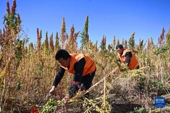 9月28日，農(nóng)民參加內(nèi)蒙古武川縣首屆藜麥開鐮節(jié)割藜麥比賽。