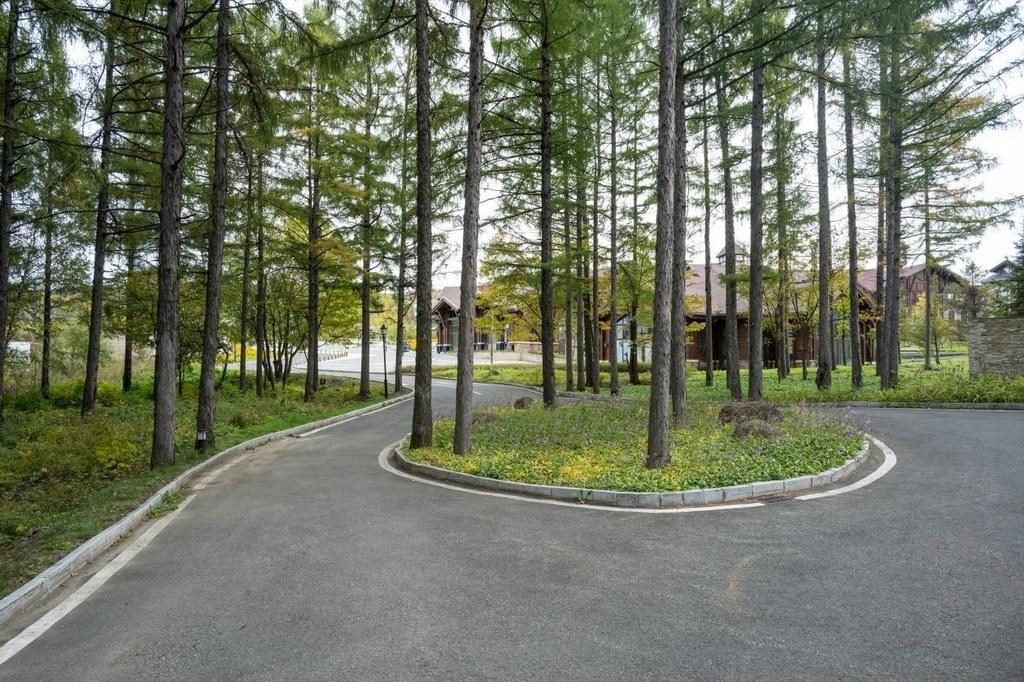 園區(qū)里“路讓樹”成為行為準(zhǔn)則。王哲攝