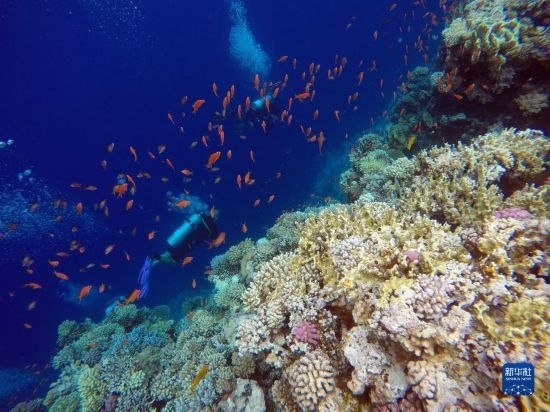  10月2日，人們在埃及西奈半島達哈布藍洞內(nèi)的珊瑚旁深潛。新華社記者 隋先凱 攝