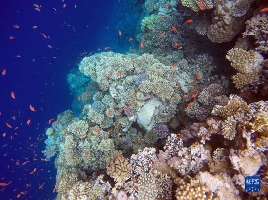  這是10月2日在埃及西奈半島達哈布藍洞內(nèi)拍攝的珊瑚和魚類。新華社記者 隋先凱 攝