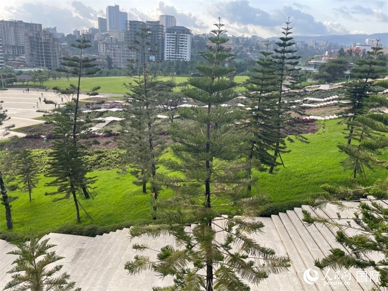 亞的斯亞貝巴友誼廣場的南洋杉。人民網記者 趙艷紅攝