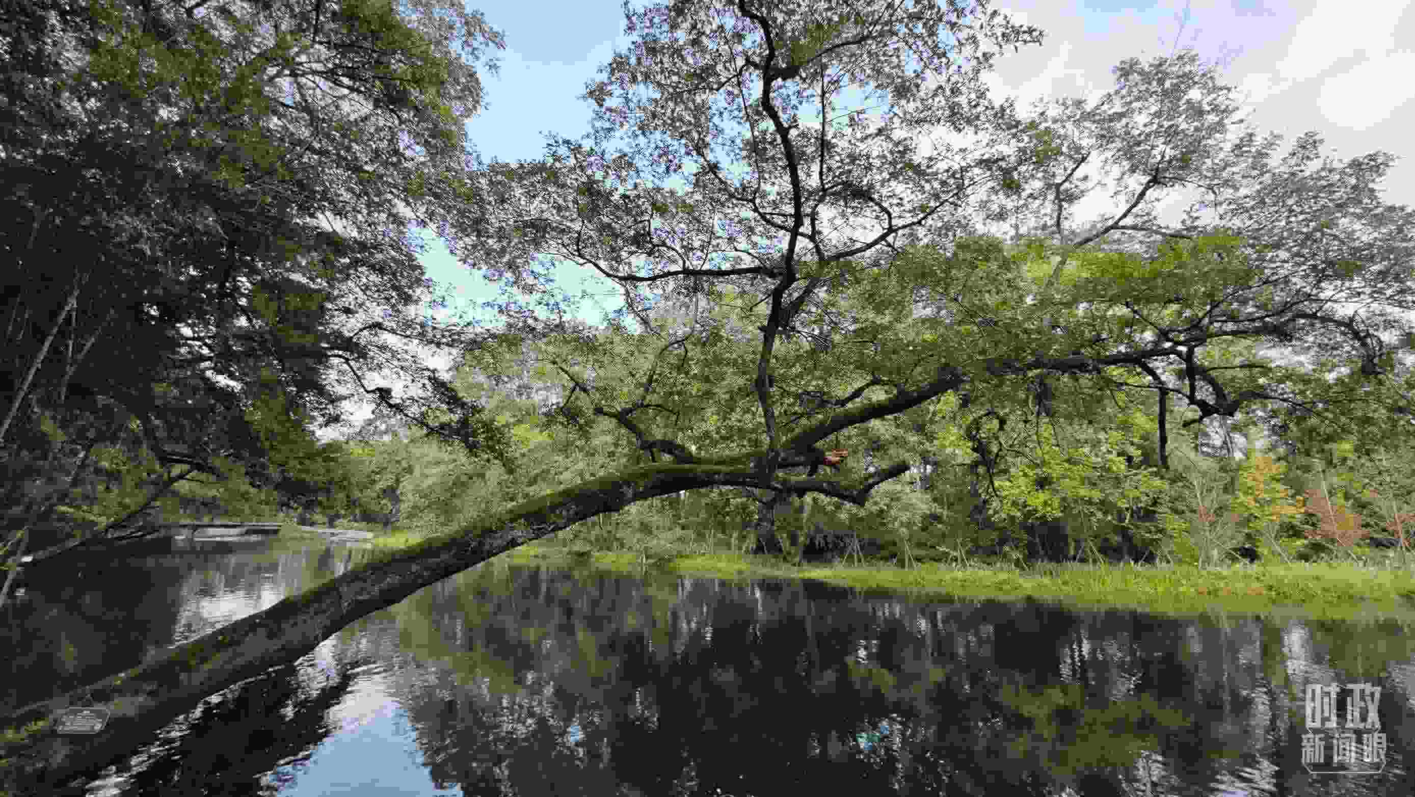 △饒河源國家濕地公園。（總臺(tái)央視記者郁振一拍攝）