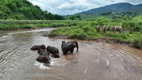 野生亞洲象組團泡澡降溫解暑。何有剛攝