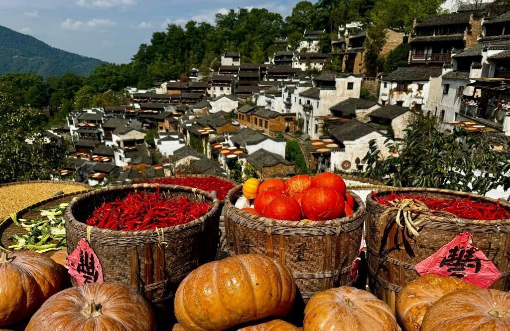 近日拍攝的江西省上饒市婺源縣篁嶺村曬秋畫面。新華社記者 胡晨歡 攝