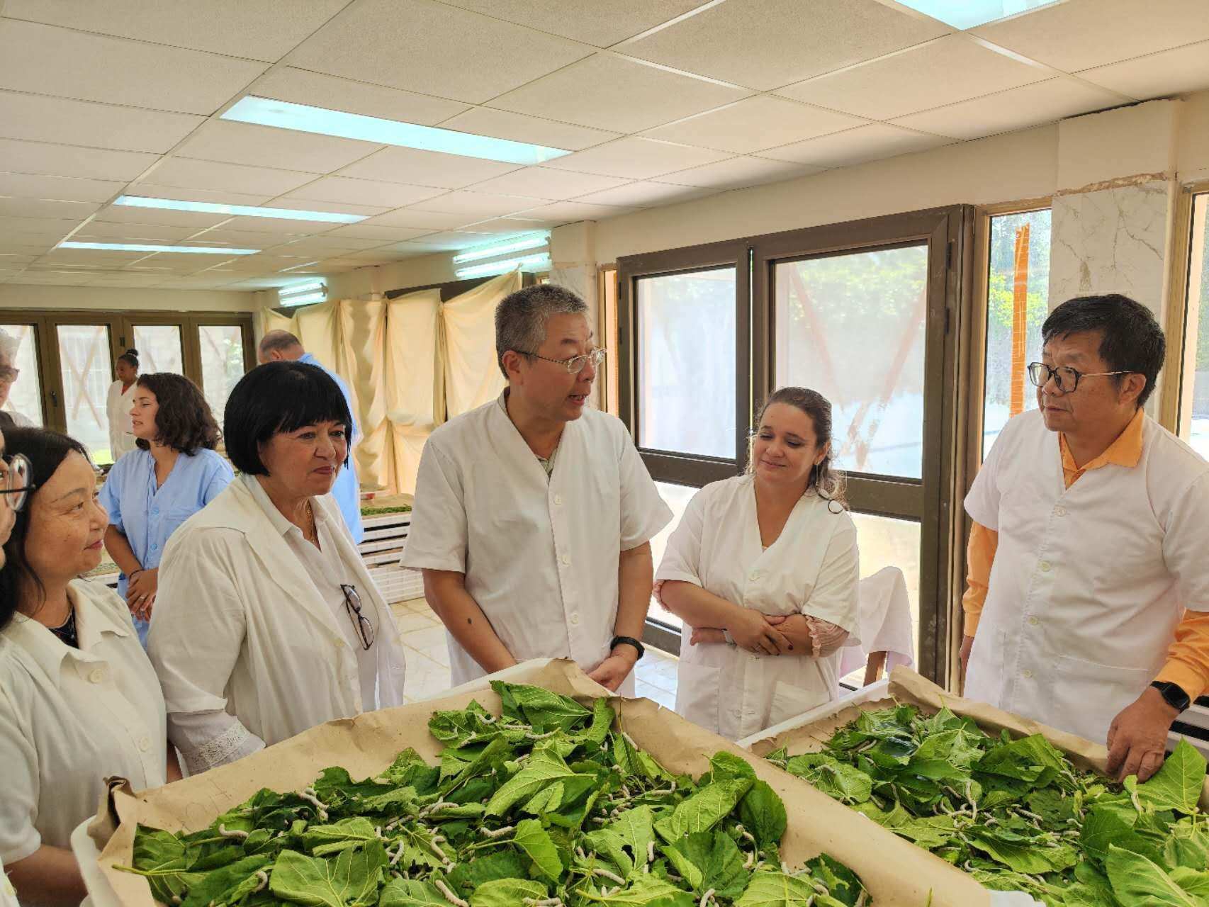 2023年5月23日，中國駐古巴大使馬輝考察古中蠶?？萍己献髦行?。來源：中國駐古巴大使館官網