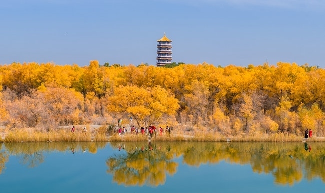 胡楊林金碧耀眼。蘭州局集團(tuán)公司融媒體中心供圖