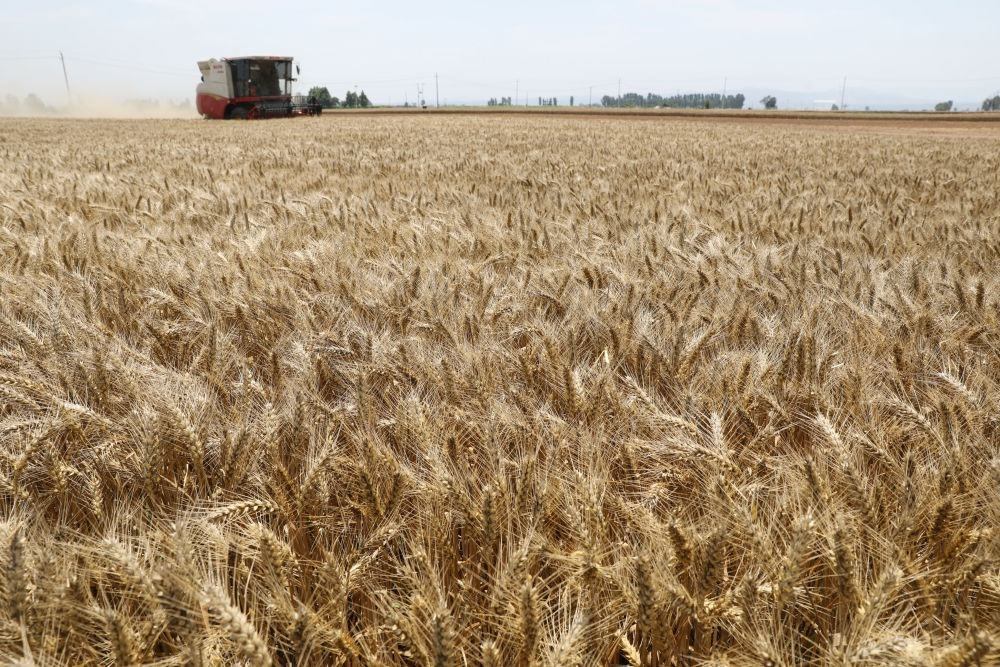  河南省焦作市溫縣黃河街道張王莊村村民駕駛收割機(jī)在田間收獲小麥（2023年6月6日攝）。新華社發(fā)（徐宏星 攝）