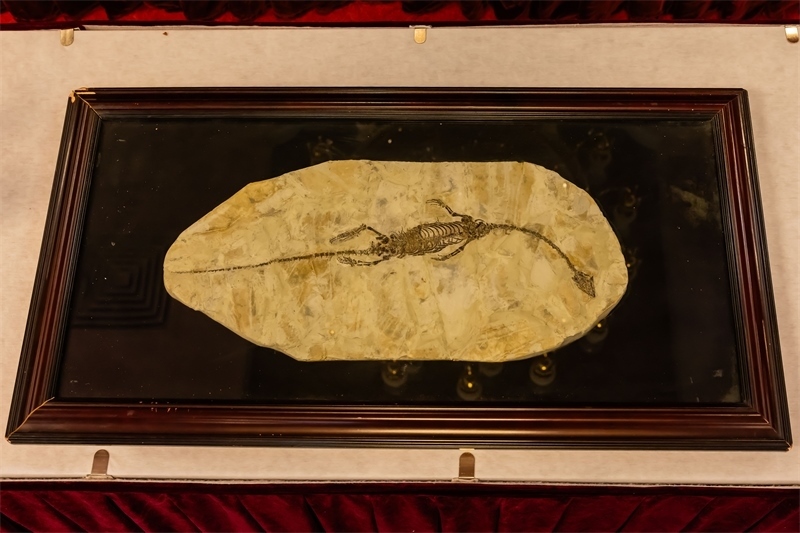 潛龍化石。國(guó)家文物局供圖