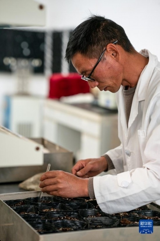 技術(shù)員田連通在實驗室播種太空種子（4月3日攝）。