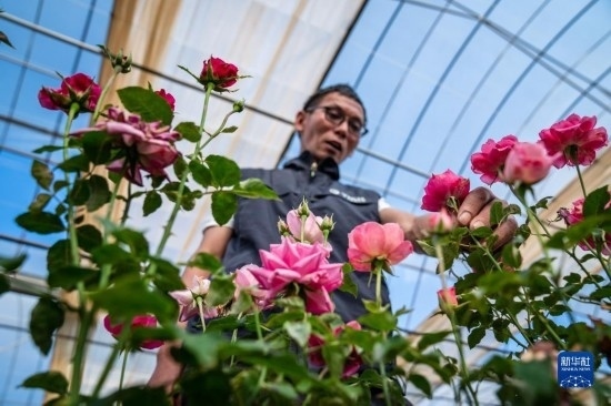 在云南省安寧市現(xiàn)代農(nóng)業(yè)園區(qū)玫瑰種植示范園，技術(shù)員田連通觀察玫瑰花（10月20日攝）。