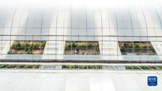 云南省安寧市現(xiàn)代農(nóng)業(yè)園區(qū)玫瑰種植示范園一景（無人機照片，10月20日攝）。