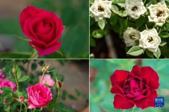 這是云南省安寧市現(xiàn)代農(nóng)業(yè)園區(qū)玫瑰種植示范園里玫瑰新品種的拼版照片。