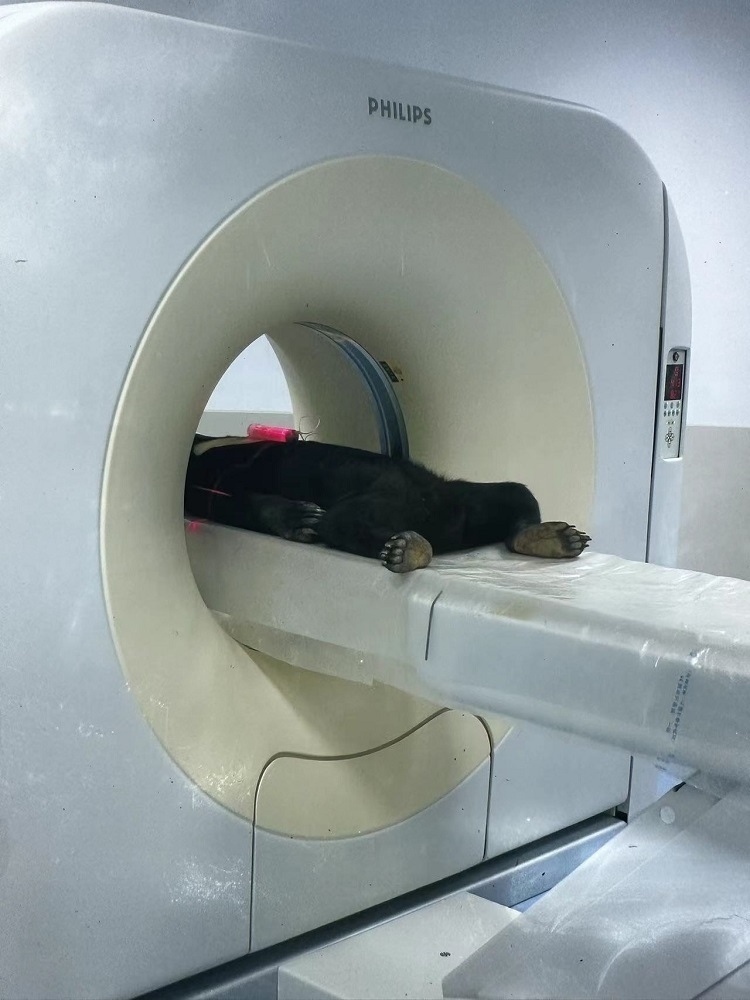 長(zhǎng)隆野生動(dòng)物世界的動(dòng)物醫(yī)院內(nèi)，馬來(lái)熊在做核磁共振檢查。人民網(wǎng)記者 李舫攝