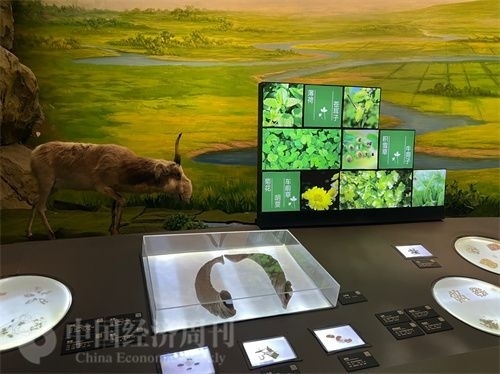  （中醫(yī)藥博物館展出的各類中藥材令人應(yīng)接不暇。中國經(jīng)濟(jì)周刊記者 郭志強(qiáng) 攝）