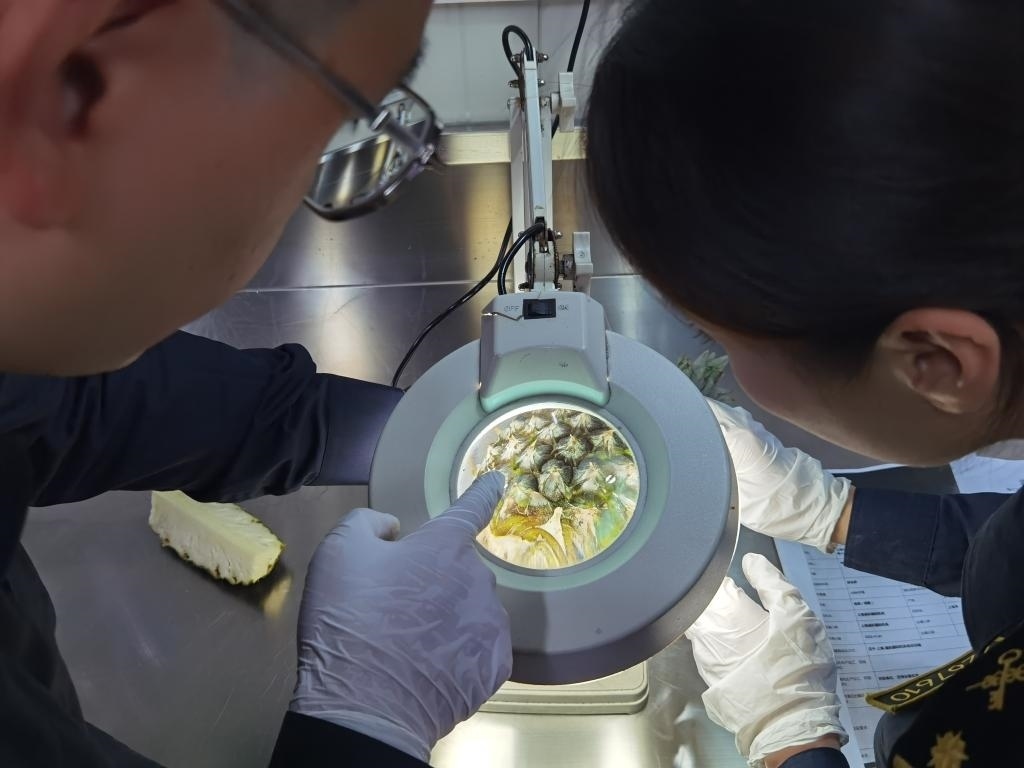 11月3日，上海海關(guān)關(guān)員對(duì)首批入境中國(guó)、參展第六屆進(jìn)博會(huì)的貝寧菠蘿進(jìn)行檢驗(yàn)檢疫。新華社記者 吳宇 攝