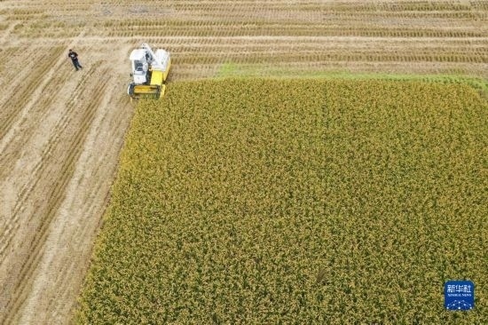 11月4日，在南通市通州區(qū)十總鎮(zhèn)育民村農(nóng)場，一臺(tái)設(shè)置好參數(shù)的無人收割機(jī)在工作中（無人機(jī)照片）。