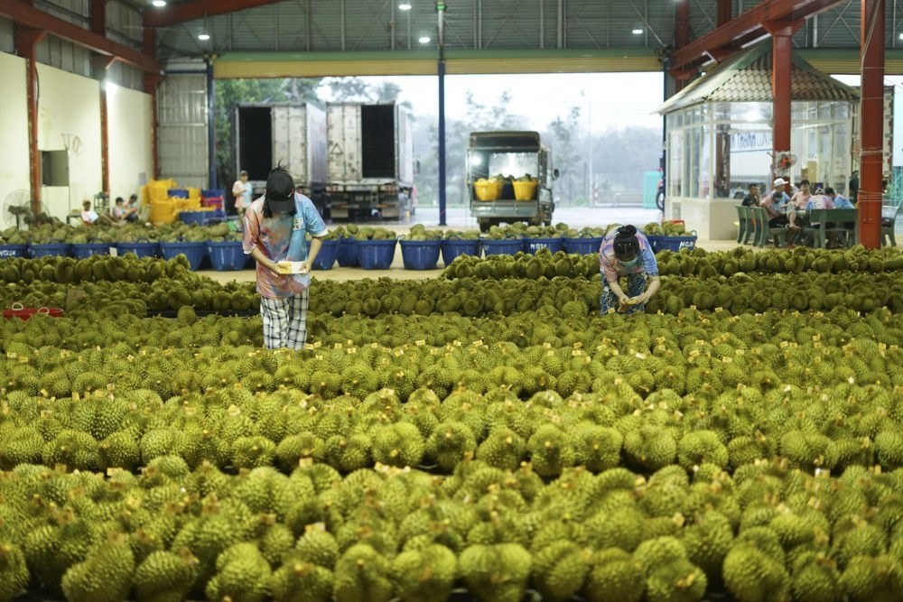 2023年9月15日，在越南多樂省一家榴蓮加工廠，工人在給即將出口到中國(guó)的榴蓮包裝貼牌。隨著《區(qū)域全面經(jīng)濟(jì)伙伴關(guān)系協(xié)定》紅利釋放，中國(guó)—東盟貿(mào)易規(guī)模進(jìn)一步擴(kuò)大。越來(lái)越多東盟國(guó)家的優(yōu)質(zhì)水果便捷地進(jìn)入中國(guó)市場(chǎng)，走上消費(fèi)者的餐桌。