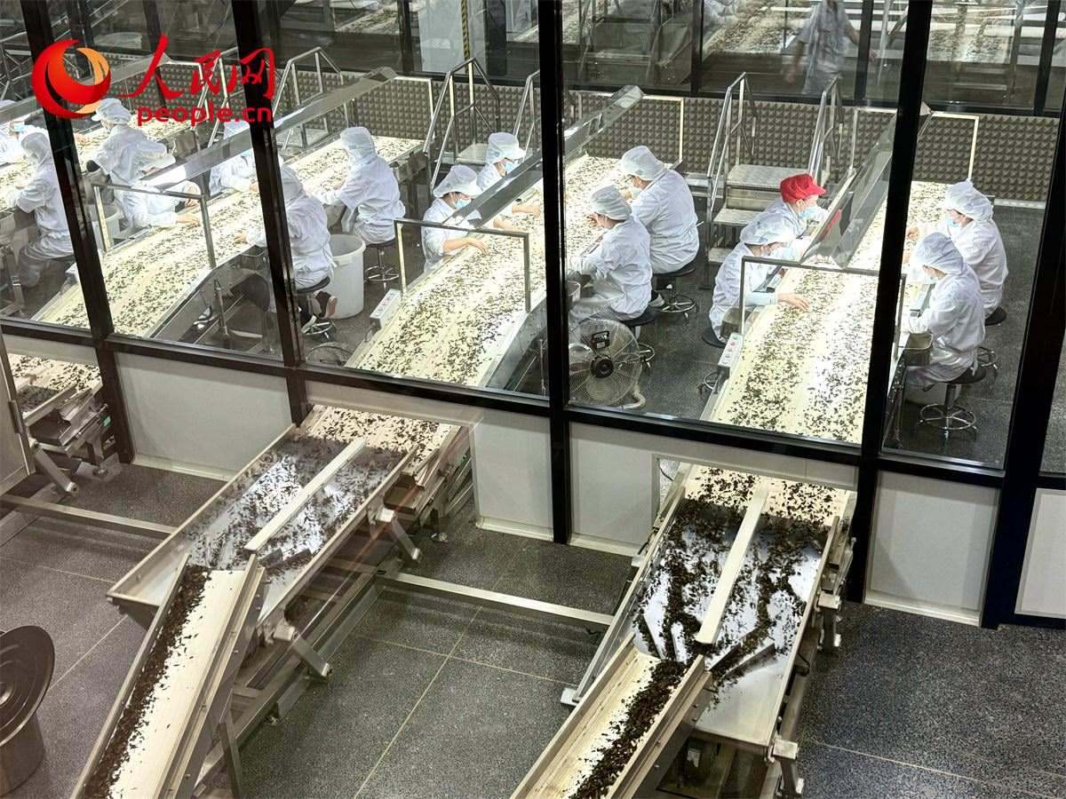 工人在對(duì)茶葉進(jìn)行目視揀剔。人民網(wǎng)記者 劉微攝