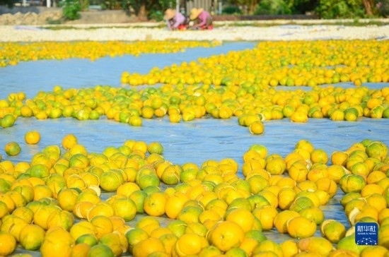 11月25日在廣東省江門市新會(huì)區(qū)拍攝的在空地上晾曬的新會(huì)柑皮。