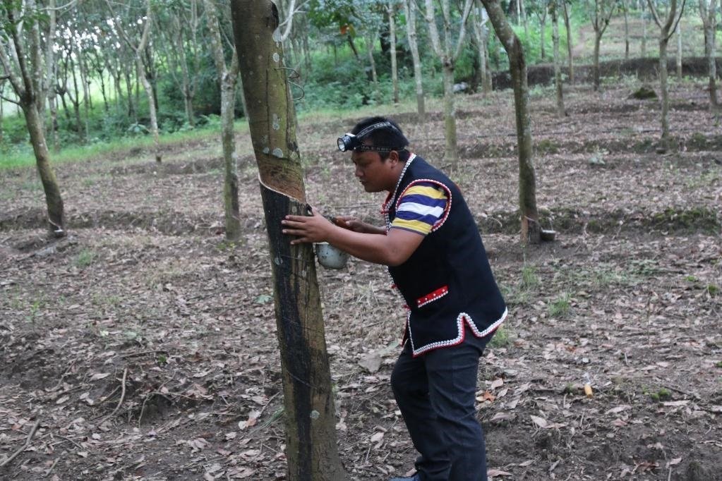 2017年10月，云南省永德縣團(tuán)樹村佤族膠農(nóng)蔣文富在割膠