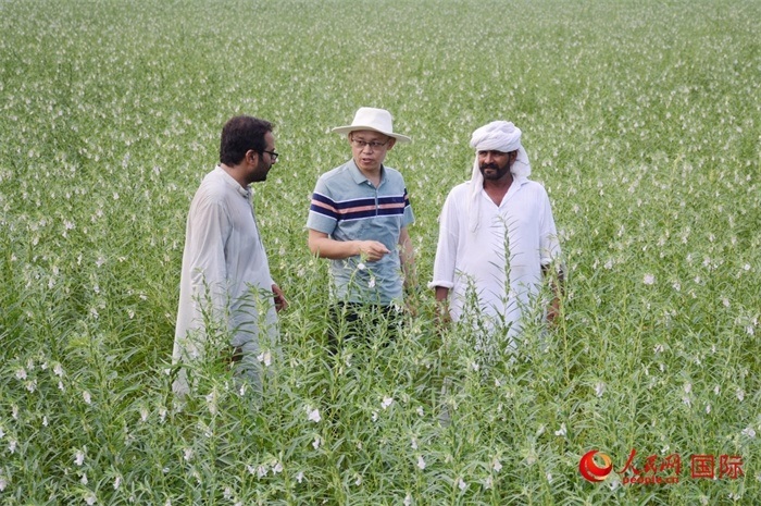 中巴經(jīng)濟(jì)走廊農(nóng)業(yè)合作中心負(fù)責(zé)人席建龍（中）與巴基斯坦當(dāng)?shù)剞r(nóng)戶在芝麻種植園交流作物生長情況。人民網(wǎng)記者薩義德·邁赫迪攝