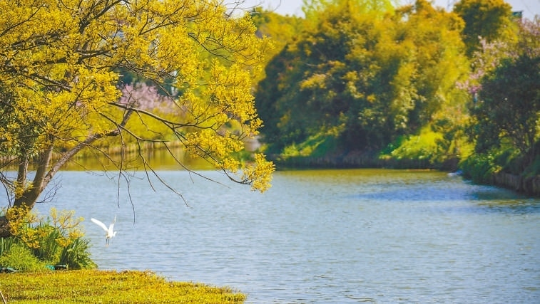  碧波蕩漾 浙江嘉興市海鹽縣望海街道永福社區(qū)荷花池，一汪碧水波光粼粼，風(fēng)光旖旎。當(dāng)?shù)厥冀K堅(jiān)持綠色發(fā)展，促進(jìn)人與自然和諧共生。 肖弗勒模具（嘉興）有限公司德國(guó)籍經(jīng)理 湯姆·魯特納攝 “當(dāng)?shù)卮迕窀嬖V我，如今環(huán)境變好了，茶余飯后，大家都會(huì)到河邊散散步，欣賞美景，和鄰居聊聊天。我想，好生態(tài)是大自然的饋贈(zèng)，更是長(zhǎng)三角地區(qū)大力治理生態(tài)環(huán)境的結(jié)果。希望美麗中國(guó)的綠色發(fā)展之路越走越好。”