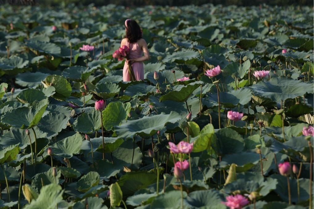這是2020年7月15日，一名女子在越南首都河內(nèi)西湖畔的荷花叢中留影。