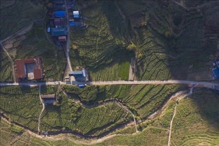 漠源鄉(xiāng)西柚基地。將樂縣農(nóng)業(yè)農(nóng)村局供圖