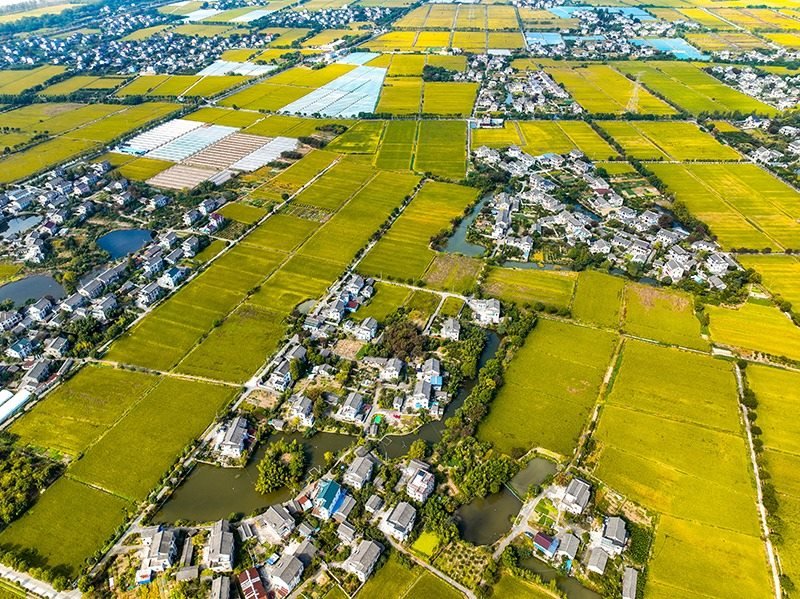 2023年10月22日，浙江海寧市黃灣鎮(zhèn)，金秋時節(jié)，金黃色的稻田與美麗鄉(xiāng)村構成一幅寧靜祥和的畫卷。