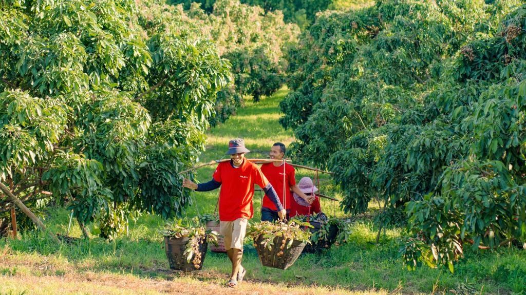 2023年10月，泰國尖竹汶府的龍眼種植園內(nèi)，采果工人正在運(yùn)輸新采摘的龍眼。（黎銀成攝 新華社發(fā)）