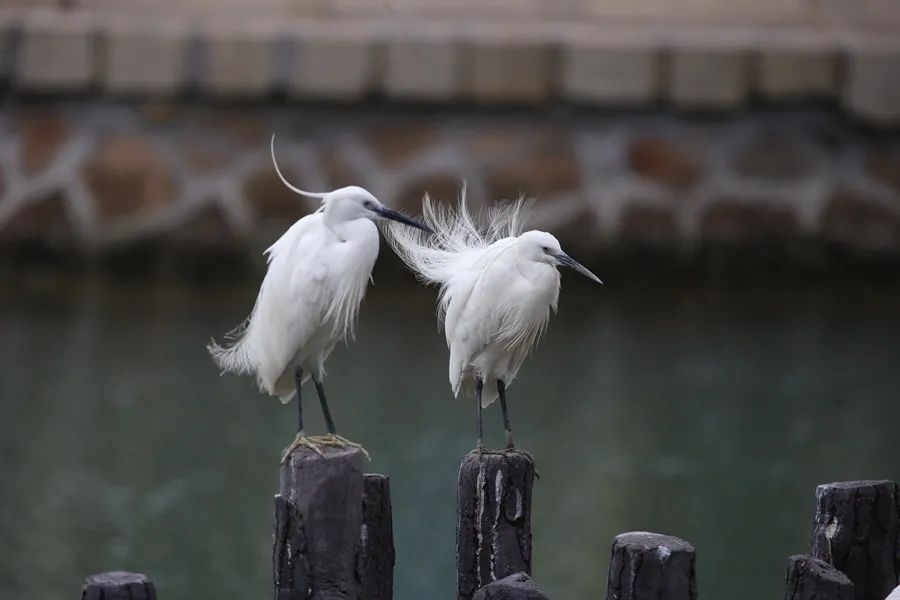筼筜湖白鷺。人民網(wǎng)記者 陳博 攝