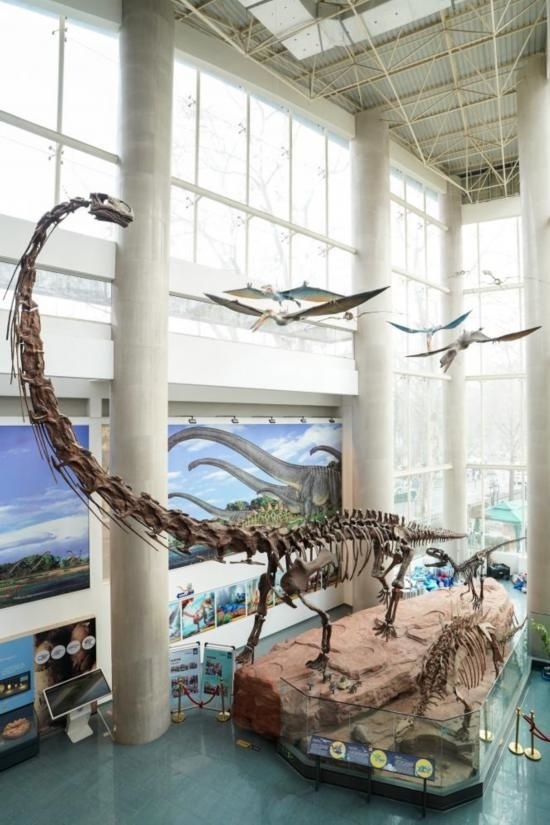 南京古生物博物館展出的馬門溪龍模型。新華社記者李博 攝