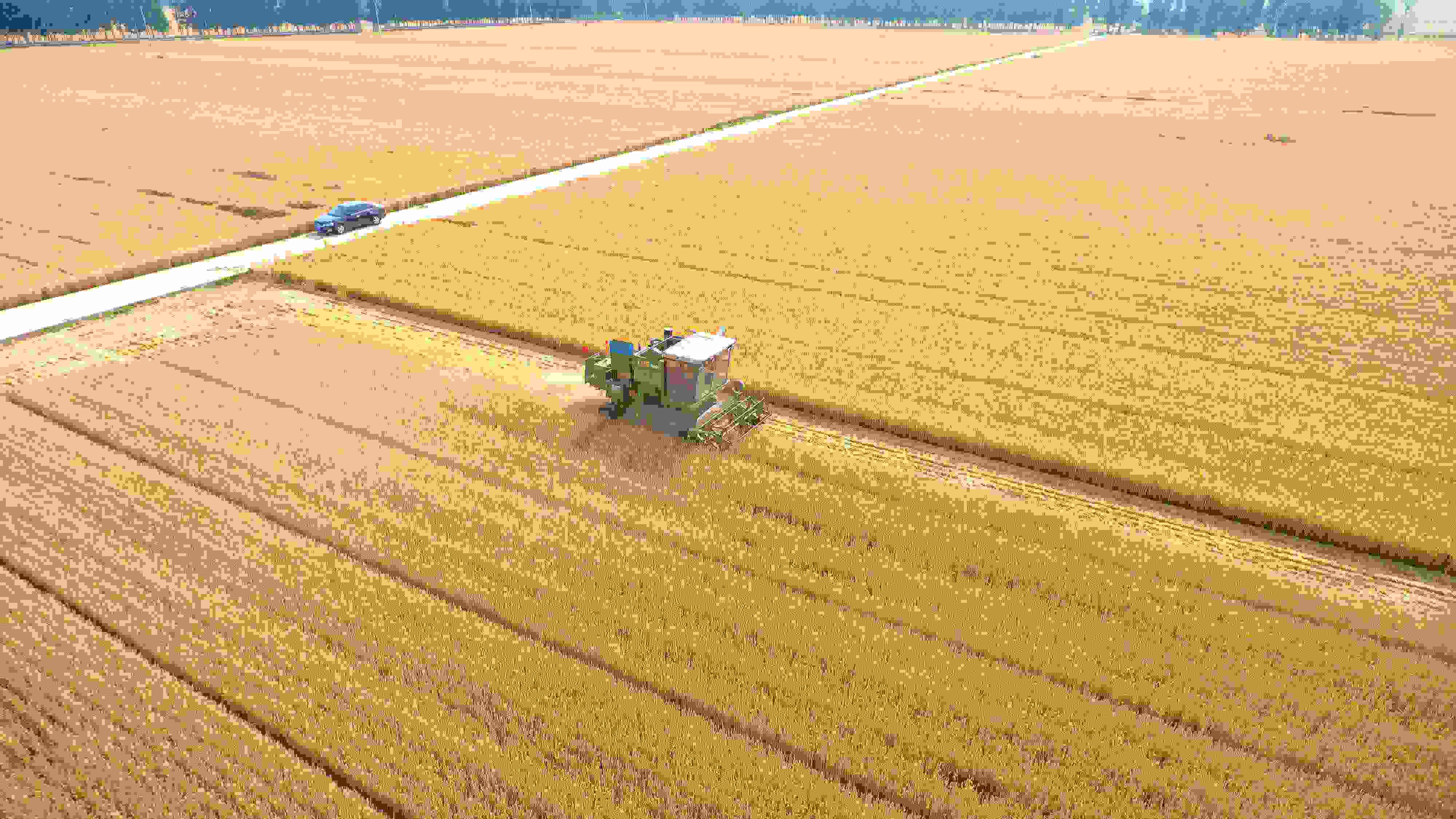 △ 2023年6月5日，山東聊城茌平區(qū)賈寨鎮(zhèn)王藥包村，收割機在田間進行小麥收割作業(yè)。