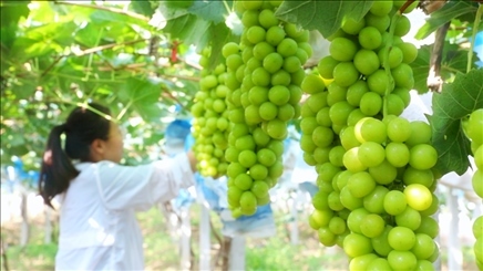 小屯村葡萄園里的陽(yáng)光玫瑰葡萄。肖俊楠攝