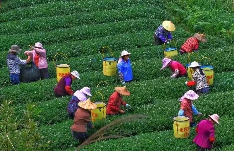 △軍營(yíng)村茶農(nóng)在茶園采茶。